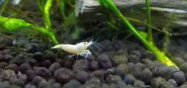 Golden Bee Shrimp (5)